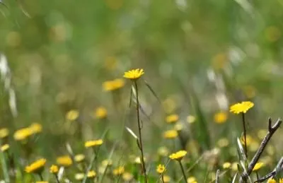 yellow wildflower lawn 2.jpg