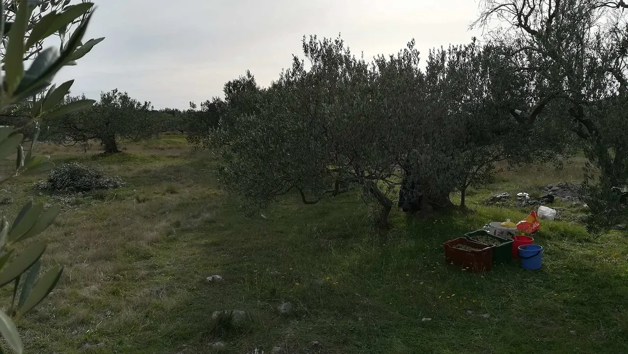 olive7.jpg
