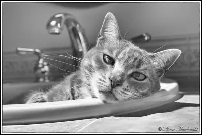 Tessie In Sink.jpg