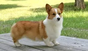 corgi.jpeg