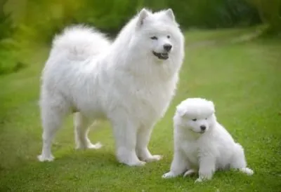 samoyed.jpg