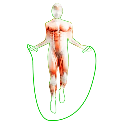 jump-rope-muscles-1-800x556.png