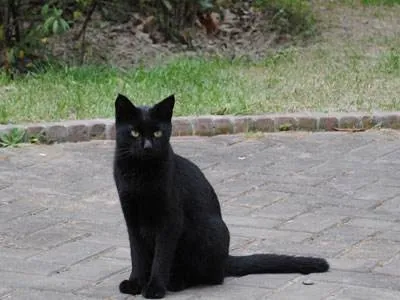cat.jpg