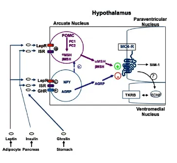 mc4r-and-mc3r-mutations-1.png