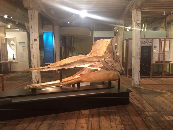 SAMM - Whale Skull Bones.jpg