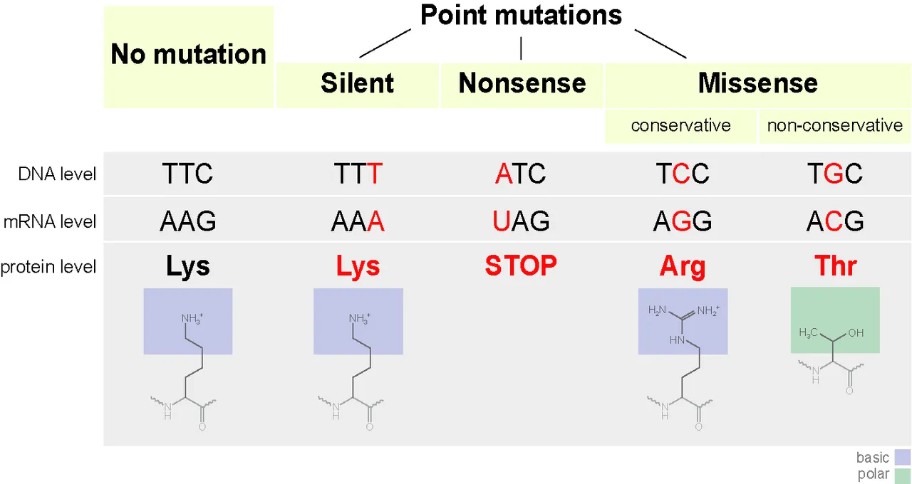 Point-mutation.png