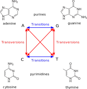 Transitions-transversions-v4.svg.png