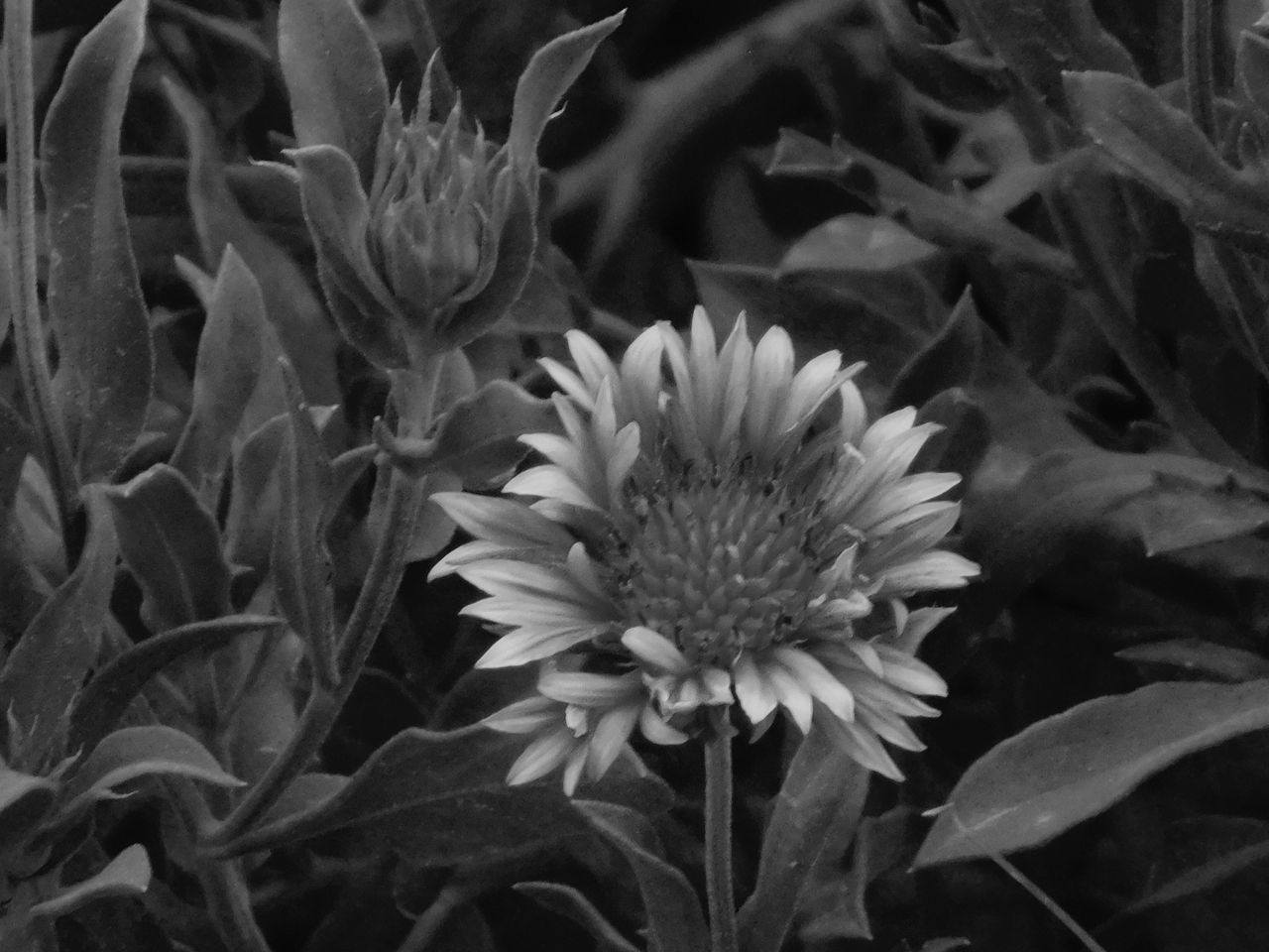 DSCN5908_1.jpg