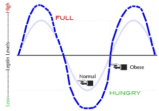 leptin_levelsobese.jpg