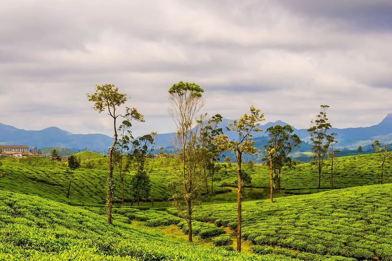 Tea_Plantations_in_Valparai,_Tamil_Nadu.jpg