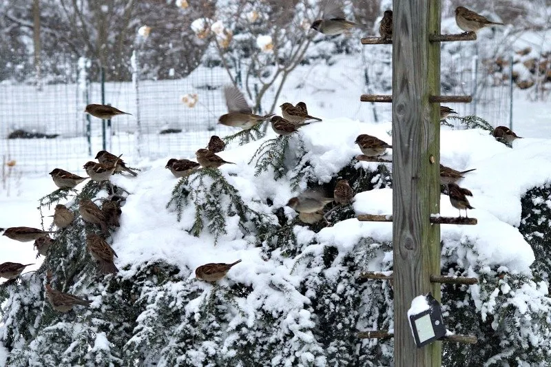 nature winter squirrel birds.jpg