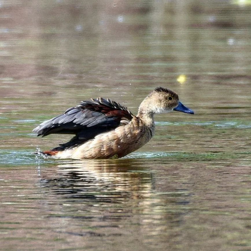 lesserwhistlingduck.jpg