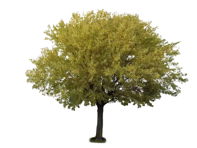 Tree 06 frostbo.deviantart.com.png