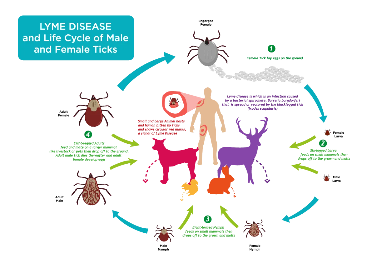 lyme-disease-lifecycle.png