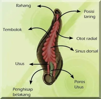 Lintah20110409A.jpg