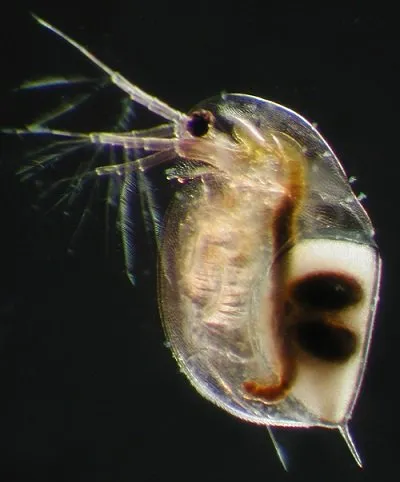 Female_Daphnia_longispina_carrying_a_resting_egg_('ephippium').JPG