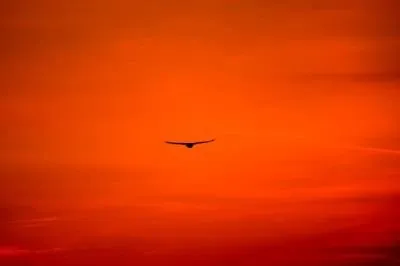 Hawk into sunset.jpg