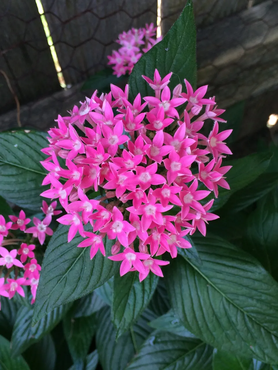 Pentas.JPG
