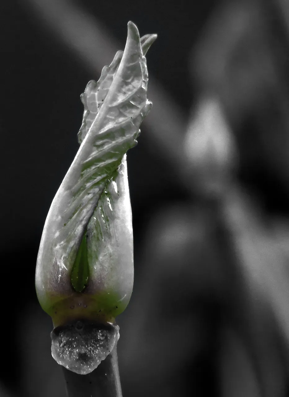 bud-bw.jpg