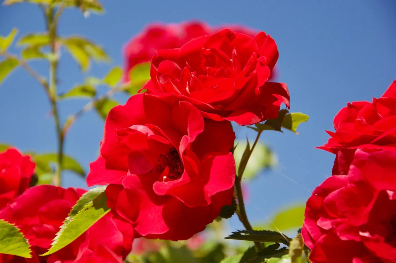 DSC_3610.jpg