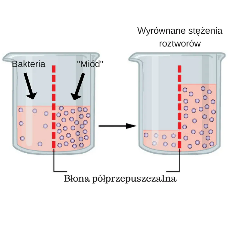 Błona półprzepuszczalna.png