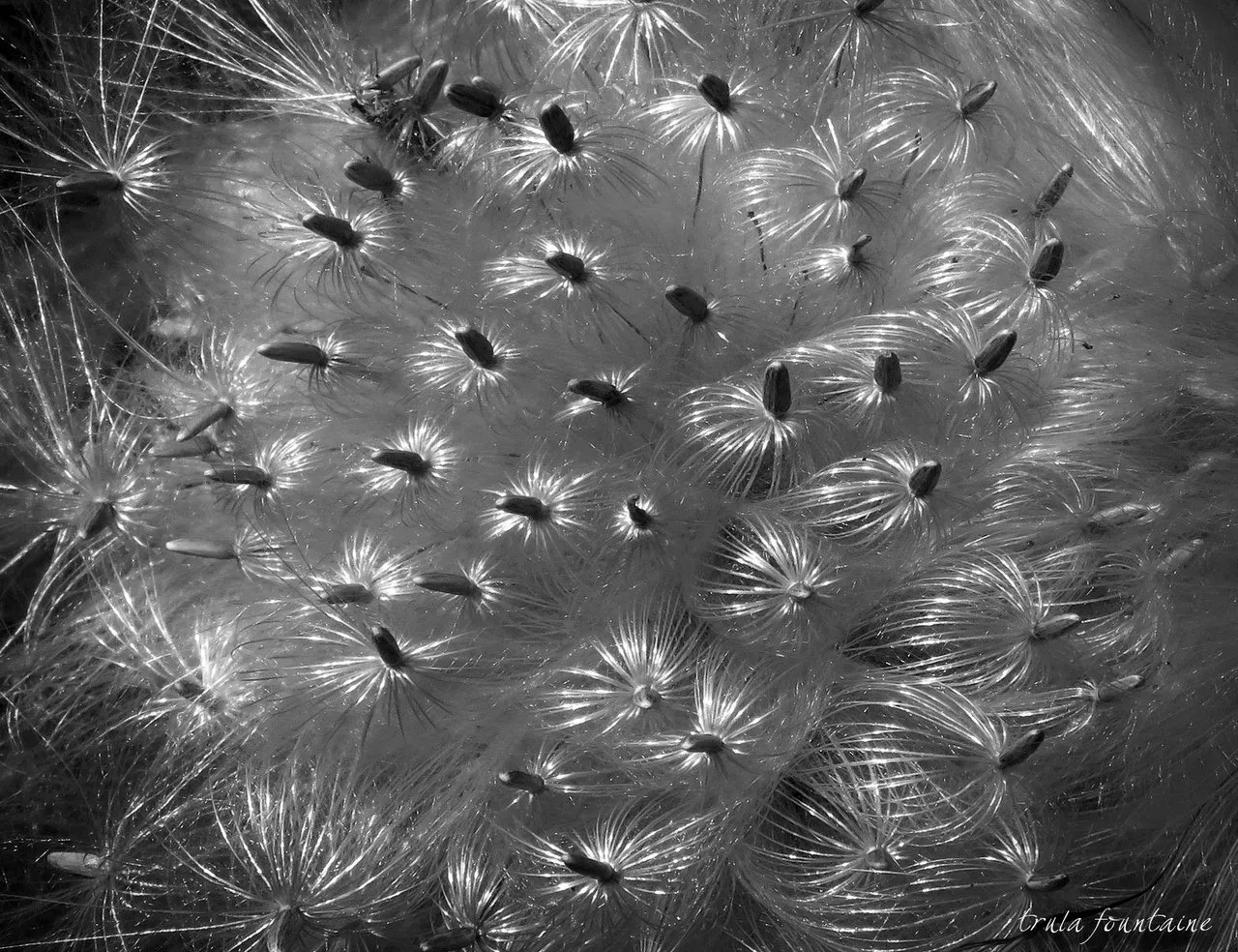 seeds-bw.jpg