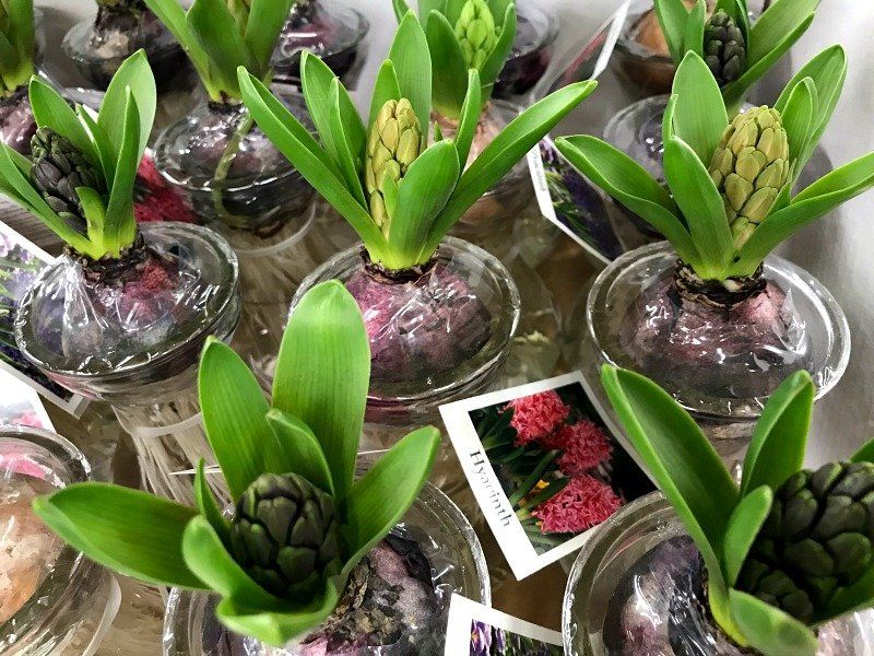marketfriday challenge photography gardening hyacinthe  .jpg