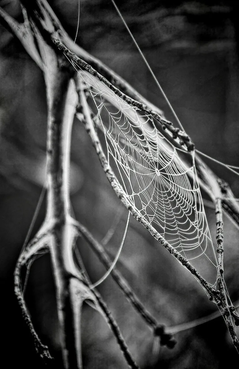 cobweb-166739_1920.jpg