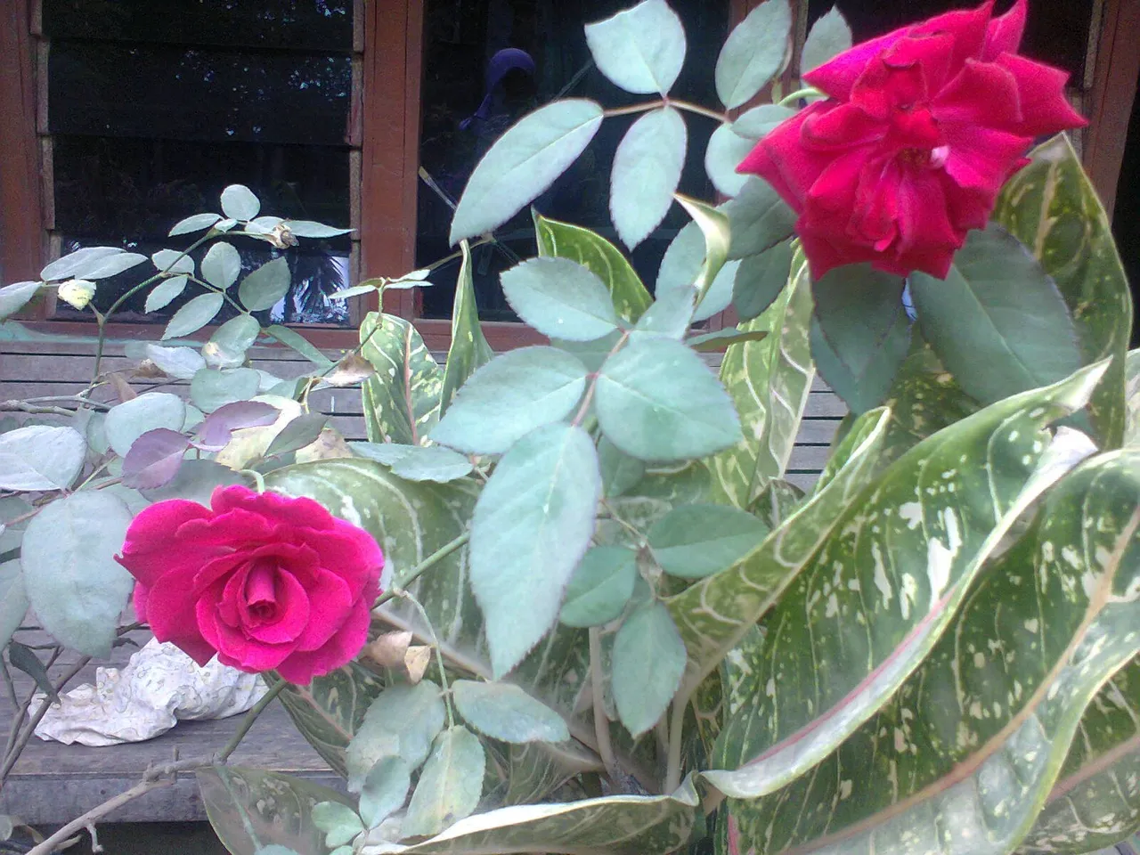 Foto0678.jpg