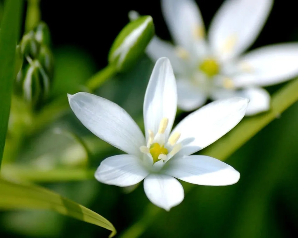 Gambar-Bunga-Melati-Putih-Yang-Mempesona.jpg