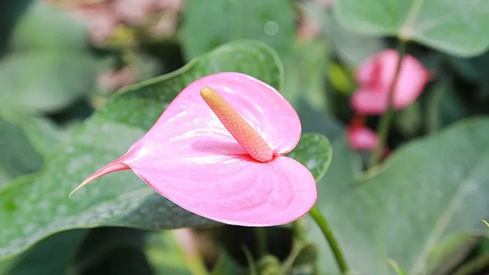 Top-15-Anthurium-Flowers-3.jpg