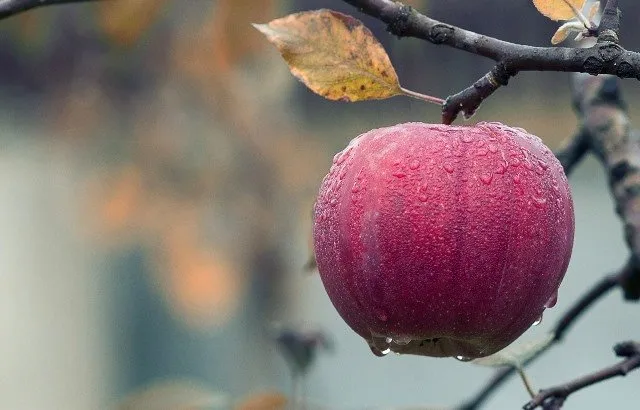 apple-1122537_1920.jpg