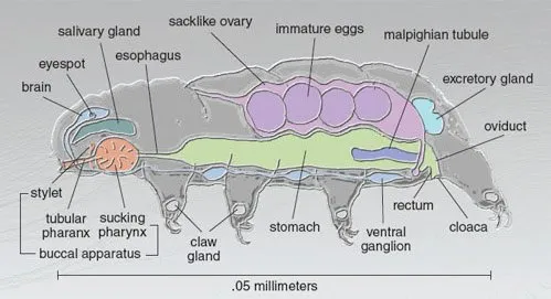 Anatomy.jpg