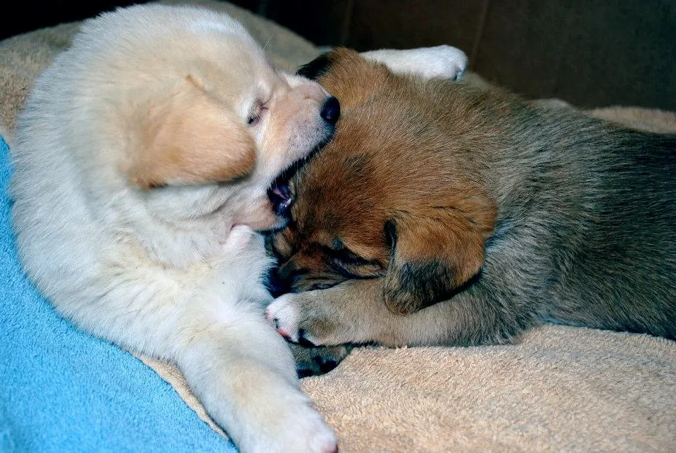Puppies.jpg