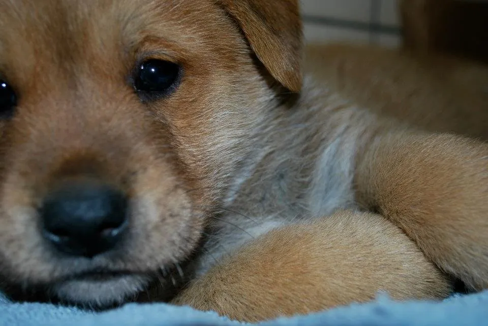 Puppy.jpg