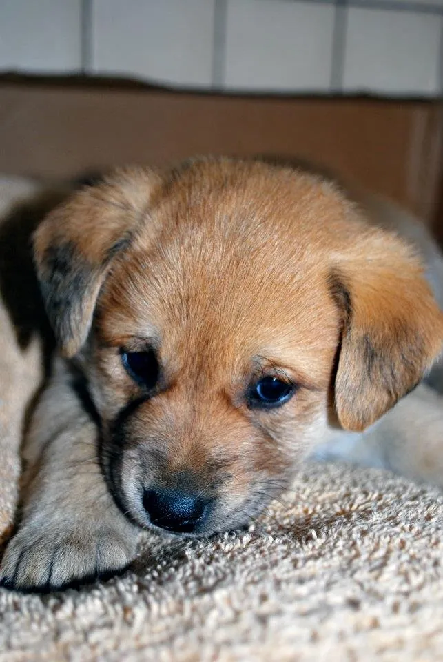 Puppy2.jpg
