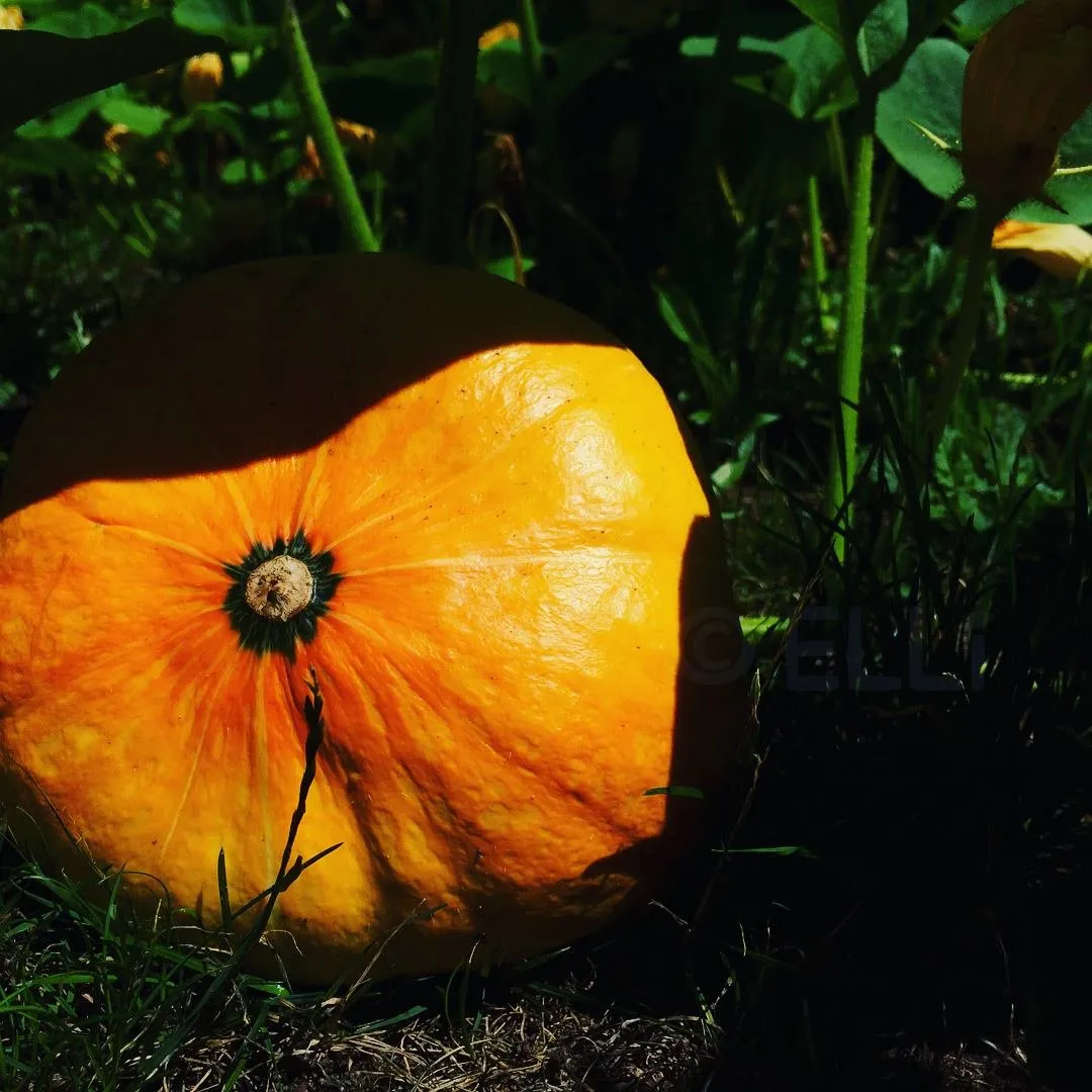 Pumpkin.jpg