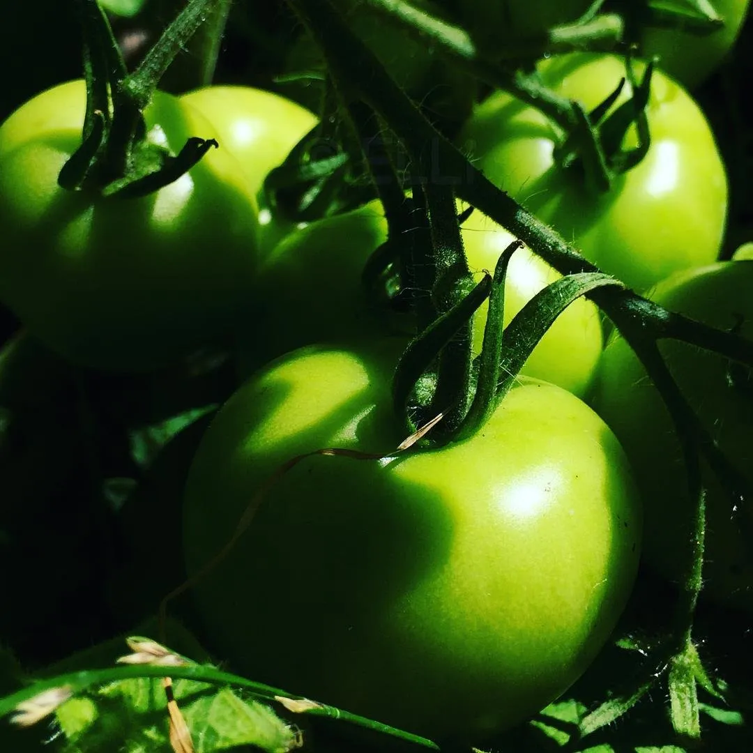 Tomatoes.jpg