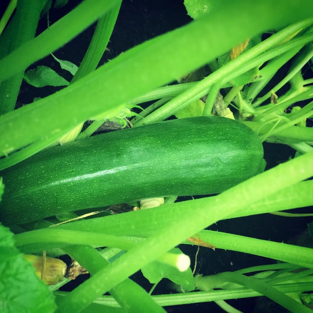 Zucchini.jpg
