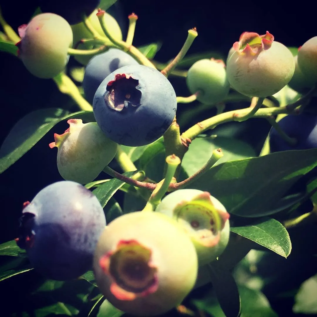 Berries.jpg