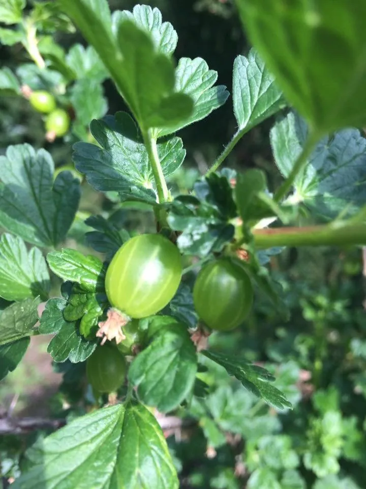Fruit1.jpg