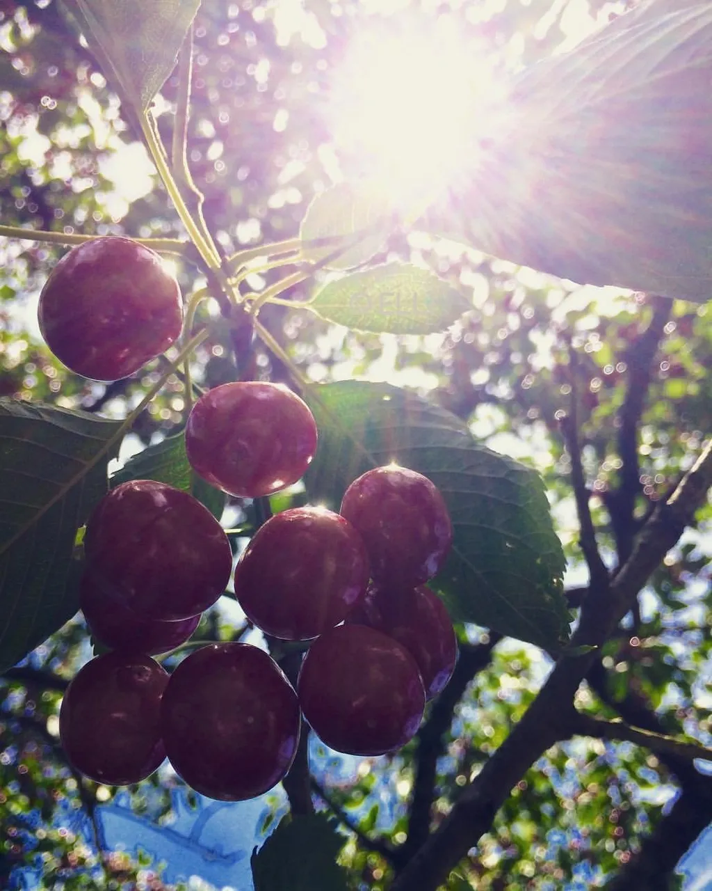 Cherries.jpg
