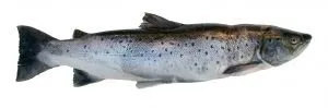 fish-salmon_2202393.jpg