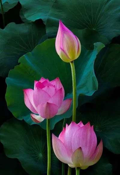 Lotus_tweet.jpg