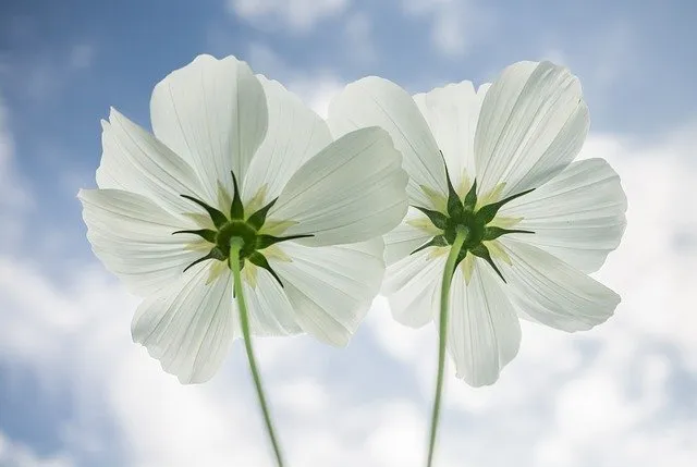 cosmos-2816214_640.jpg