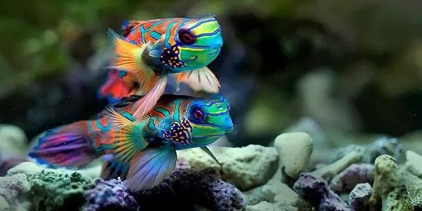 Mandarin fish.jpg