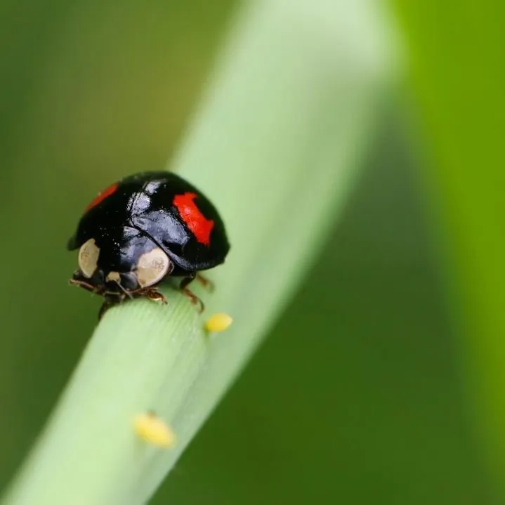 black ladybugs.jpg
