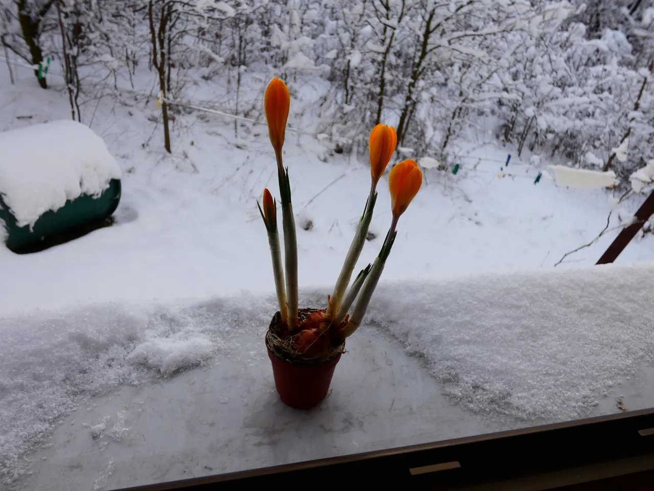 P1030487.JPG