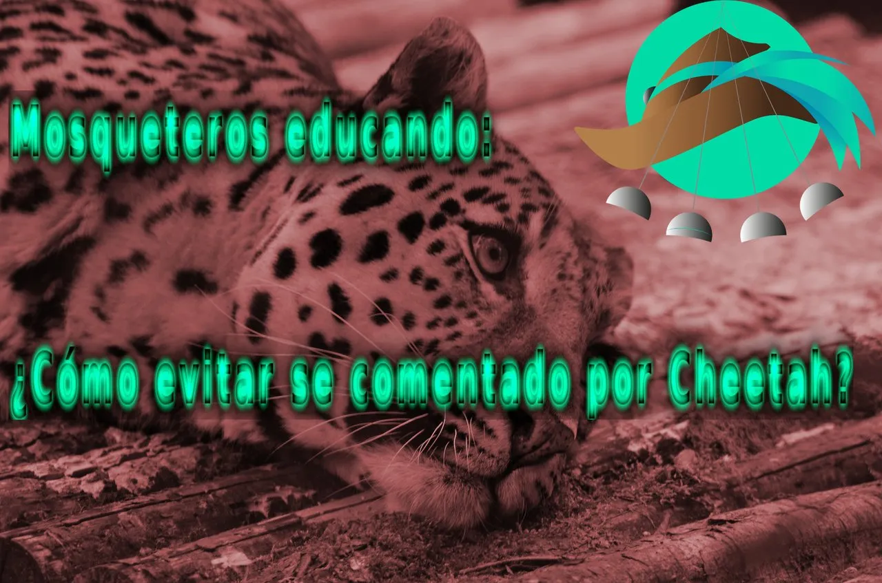 Cheetah.jpg