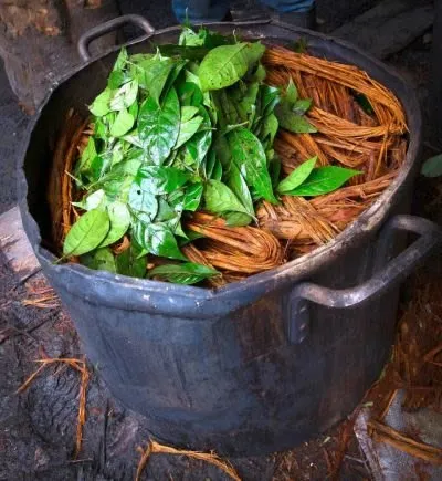 ayahuasca.jpg